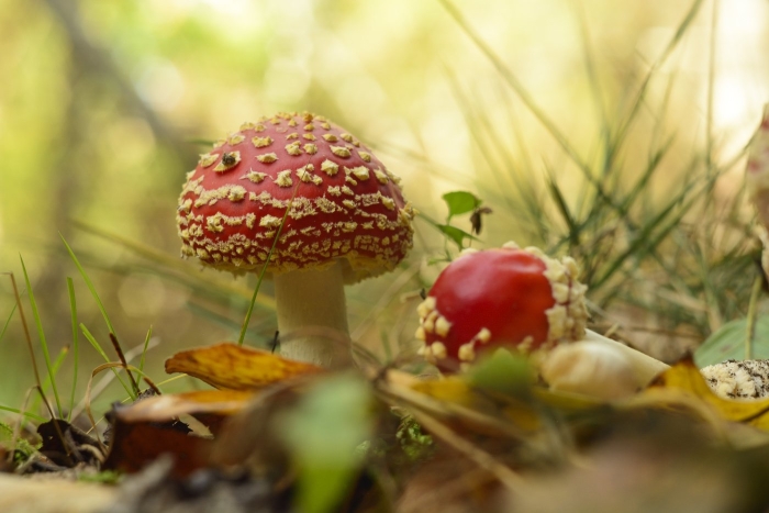 Мухомор красивый