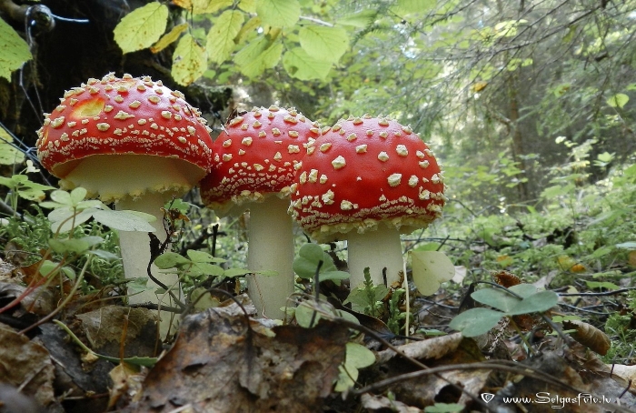 Маленький мухомор