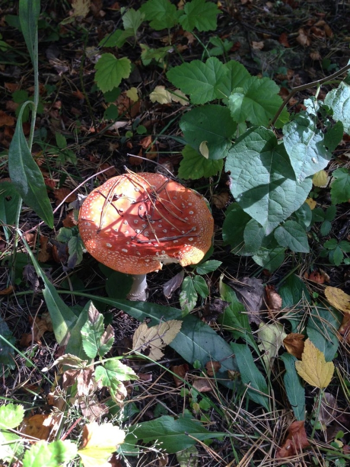 Мухомор пантерный