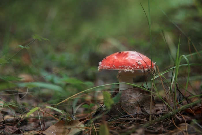 Мухомор в лесу