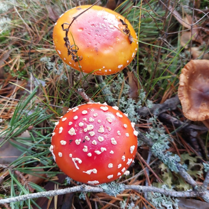 Гриб мухомор