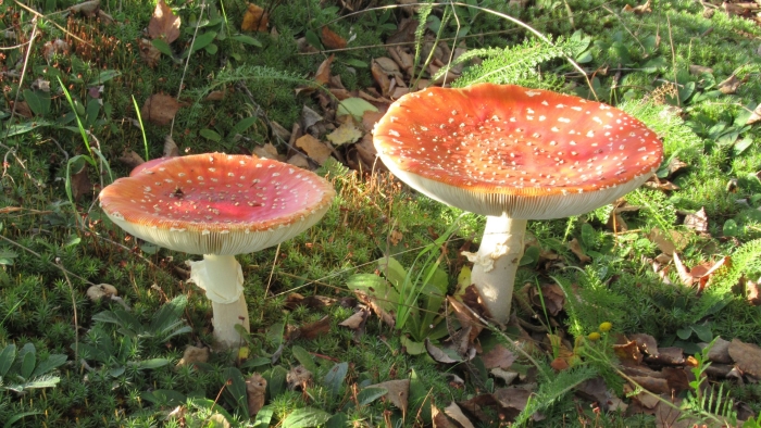Amanita muscaria var aureola