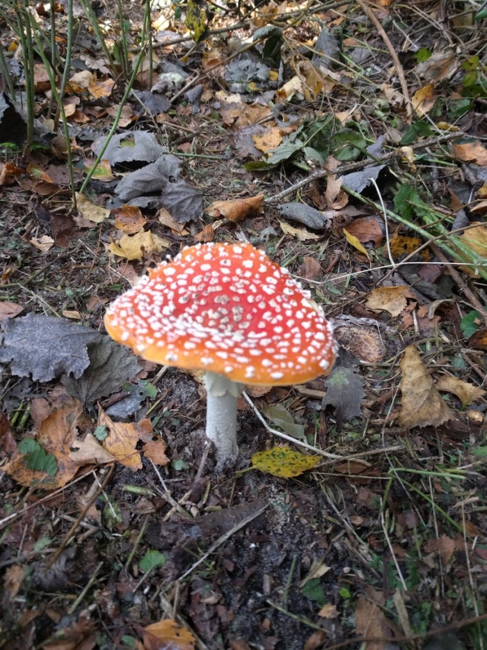 Мухомор желтоножковый