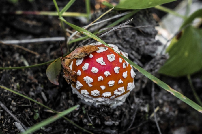 Цезарский мухомор