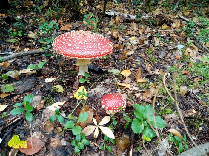 Мухомор красный сибирский