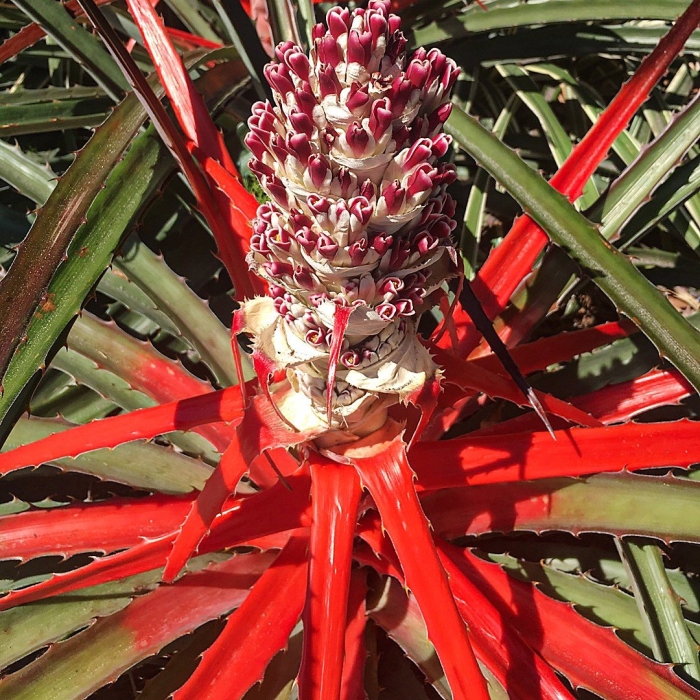 Bromelia balansae