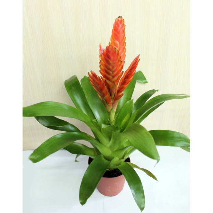 Вриезия микс цветок