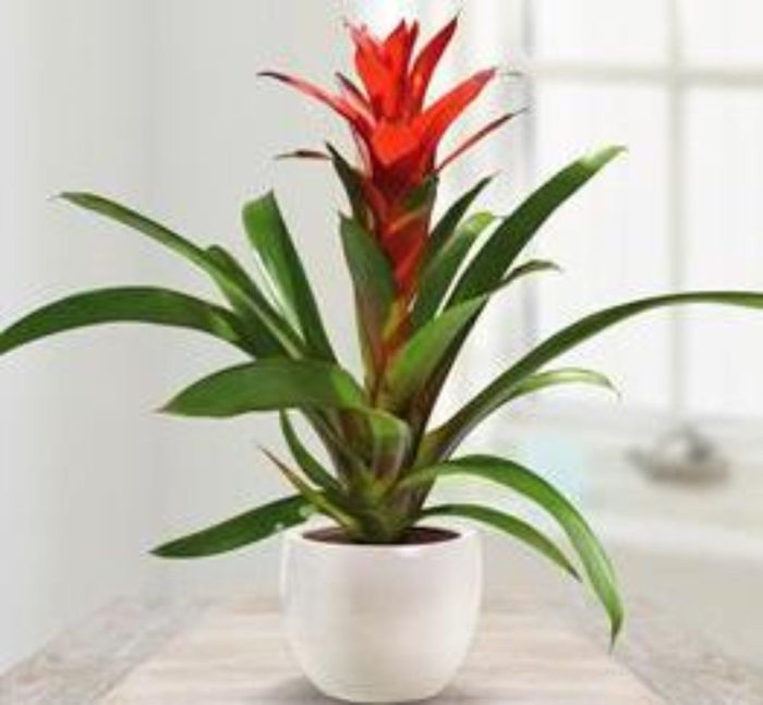 Бромелия гузмания хоуп