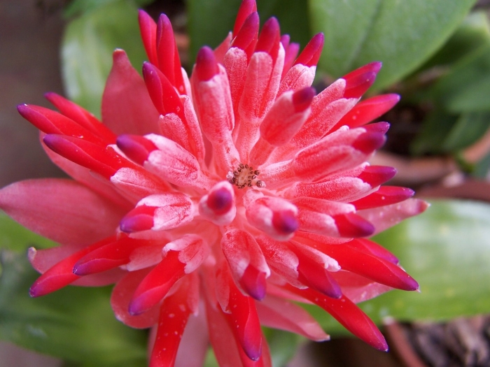 Бромелия цветок