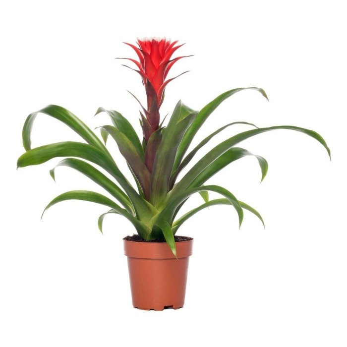 Бромелия гузмания хоуп