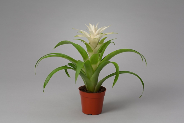 Гузмания фрея