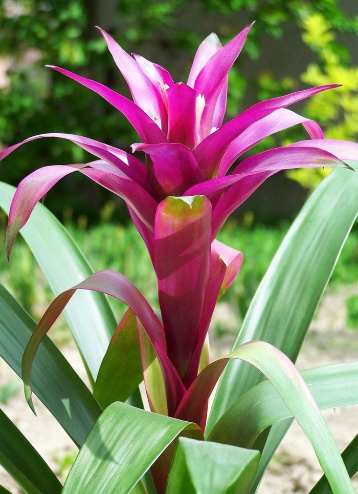 Guzmania lingulata