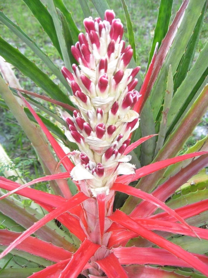 Bromelia balansae