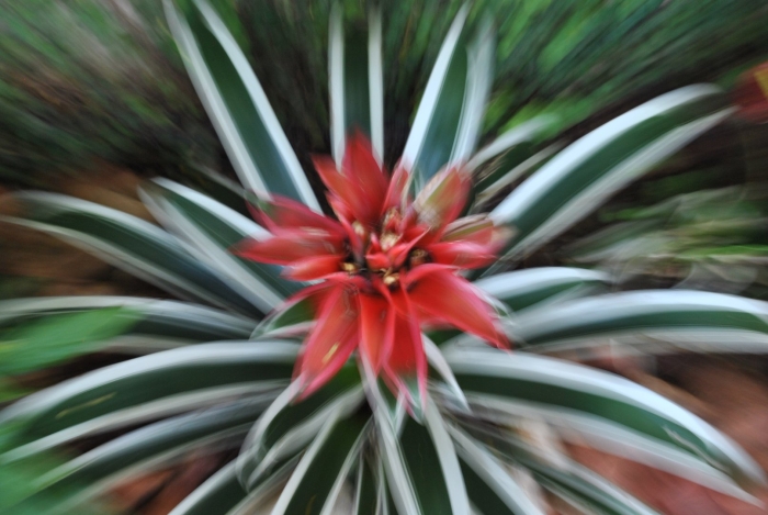 Бромелиевые растения