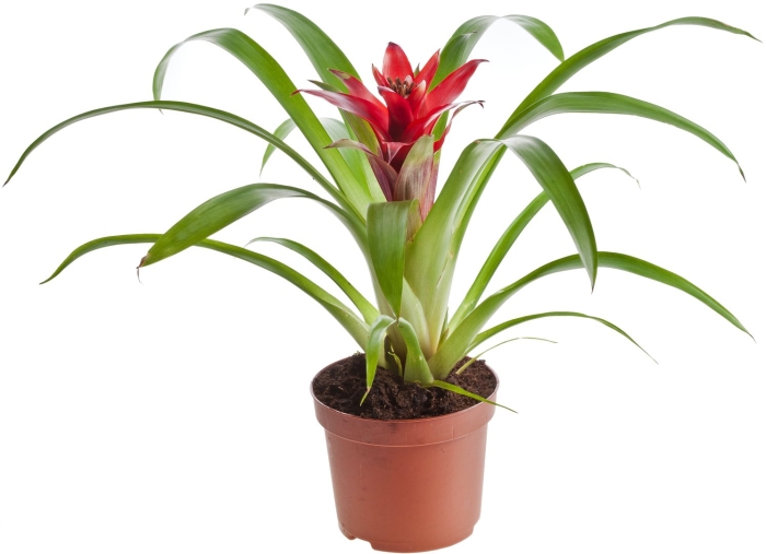 Гузмания в горшке