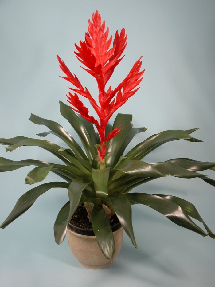 Комнатный цветок бромелия