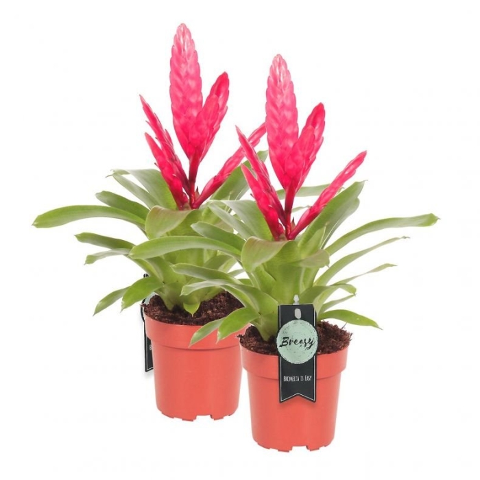 Вриезия 12см