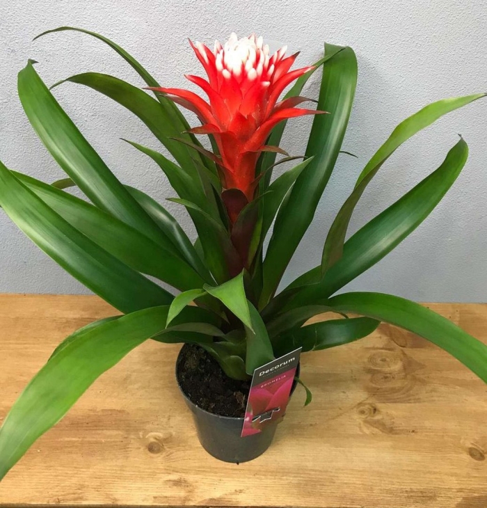 Гузмания минор рондо