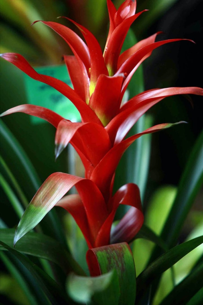 Цветок бромелия де сапата