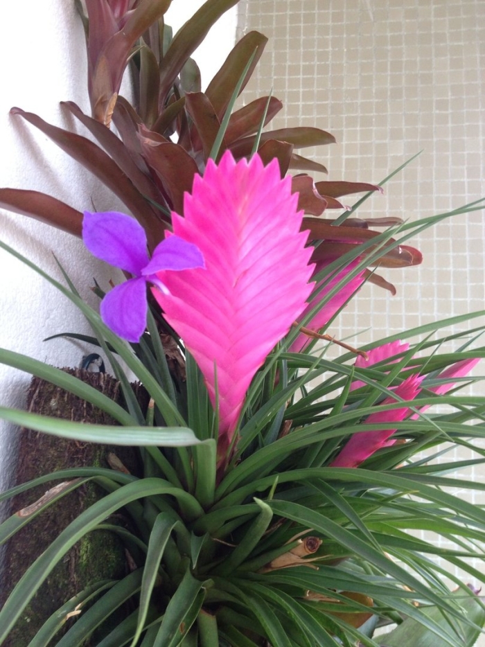 Бромелия тилландсия