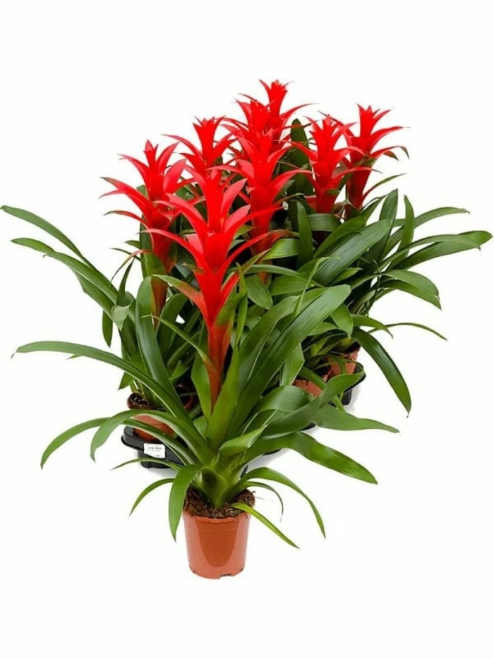 Гузмания амаретто