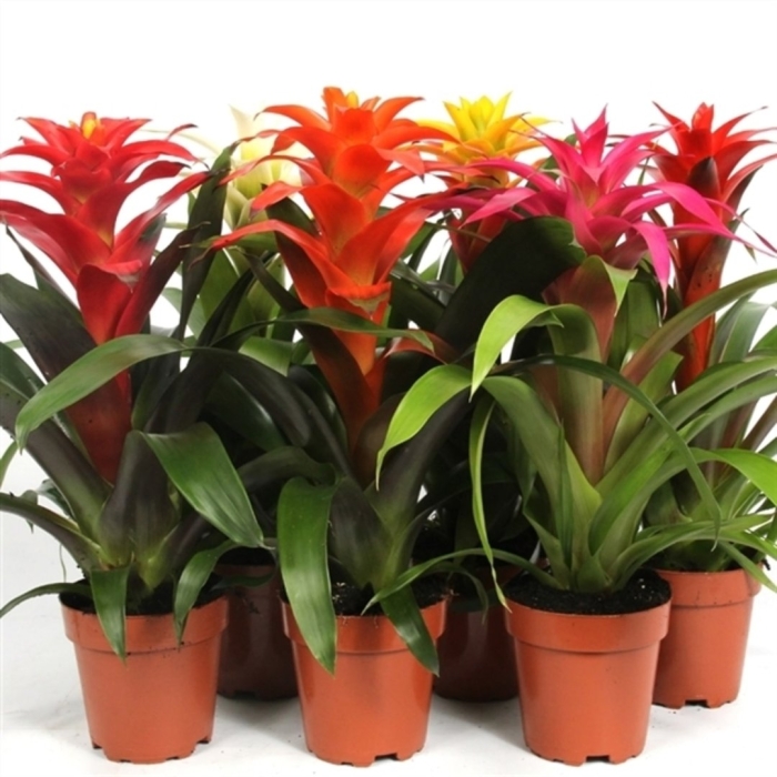 Гузмания микс d-9