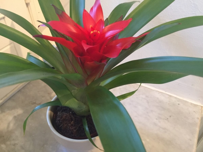 Гузмания рондо