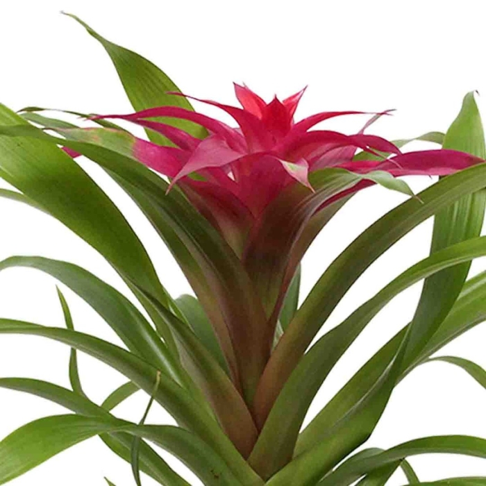 Бромелия гузмания