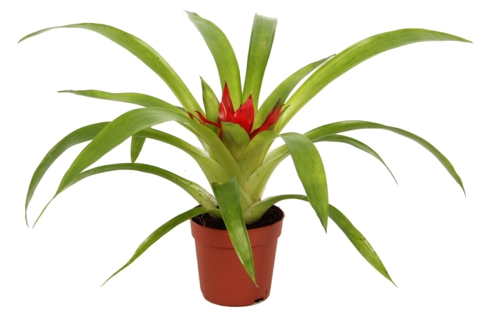 Гузмания хоуп lechuza