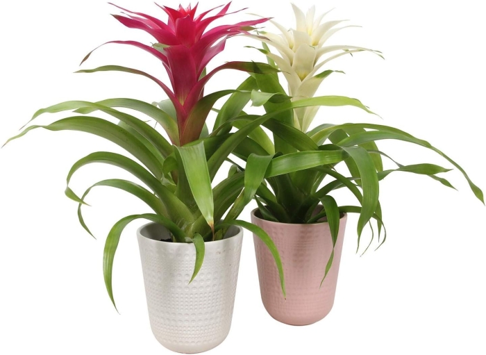 Гузмания минор рондо