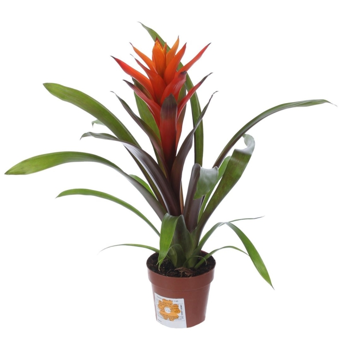 Гузмания вариада