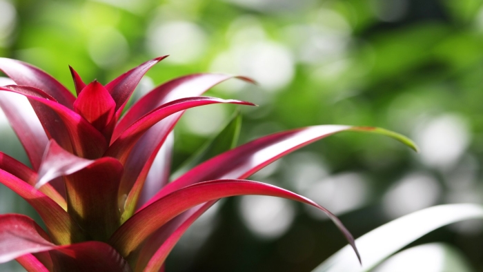 Бромелия растение