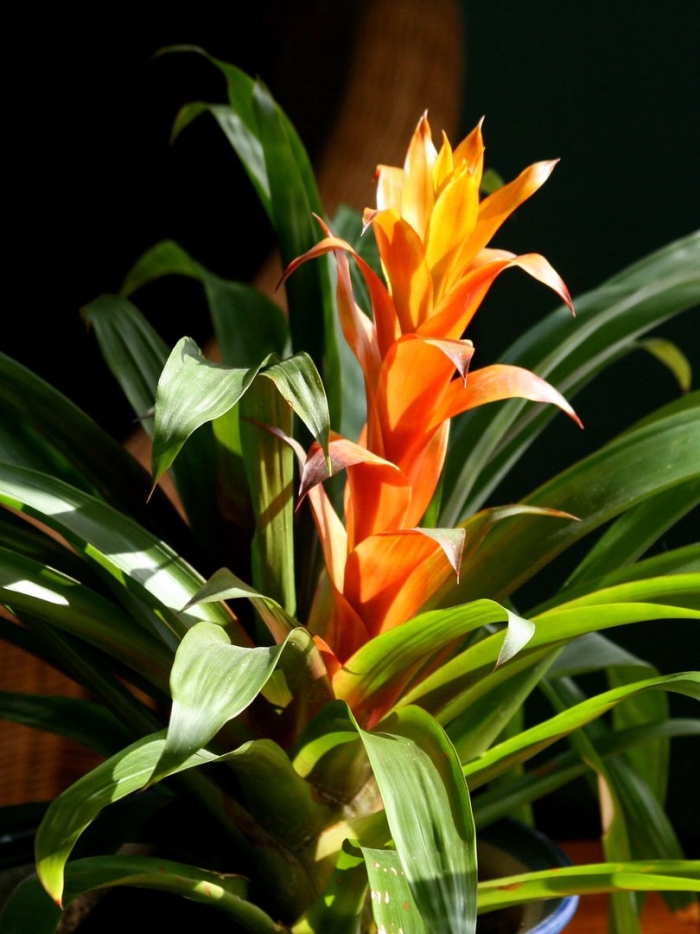 Цветок бромелия гузмания