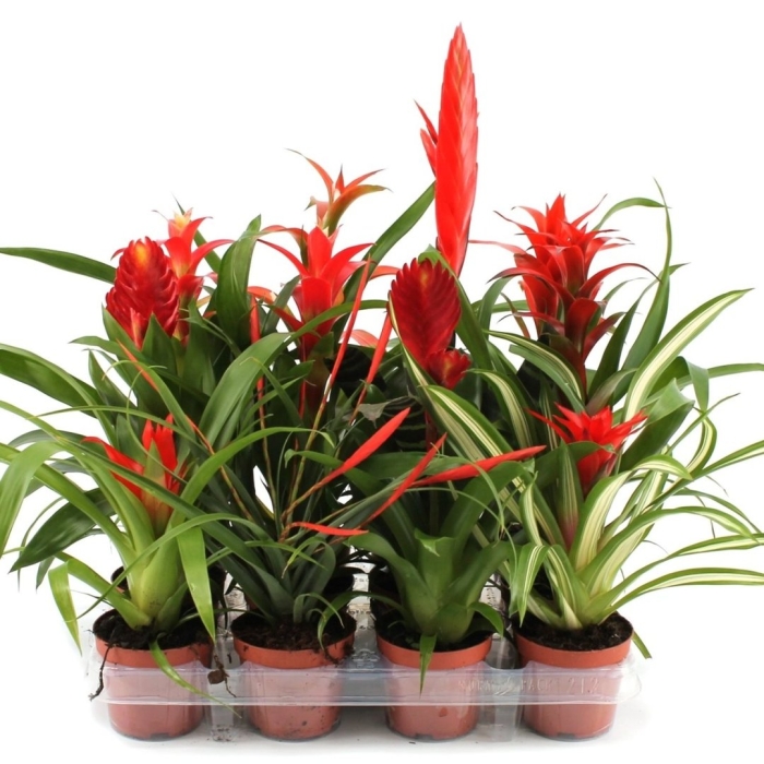 Бромелия микс