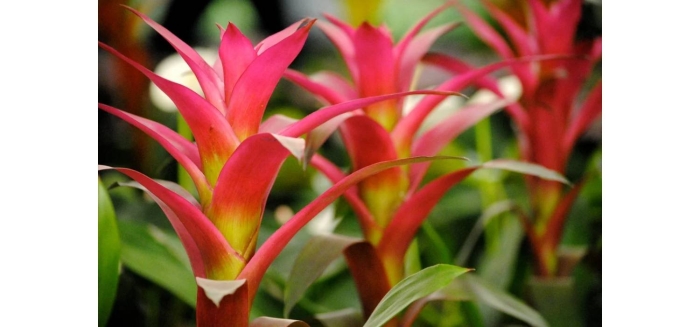 Гузмания доннелла-смита