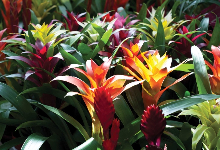 Гузмания дэнис