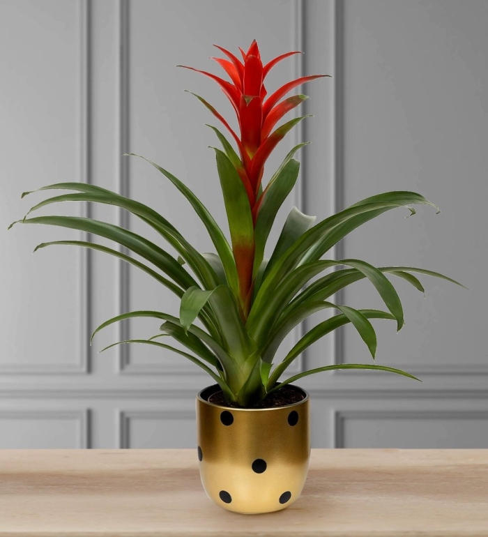 Бромелия гузмания хоуп