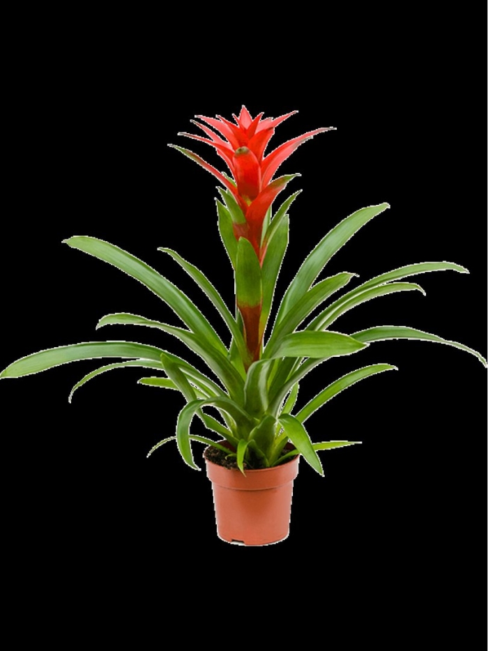 Гузмания калипсо красная