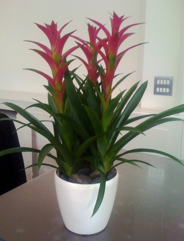 Гузмания тропическая