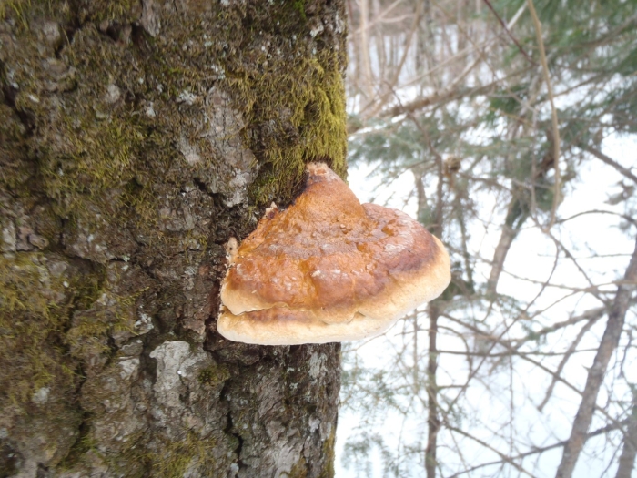 Гриб трутовик