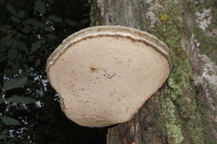 Трутовик обыкновенный