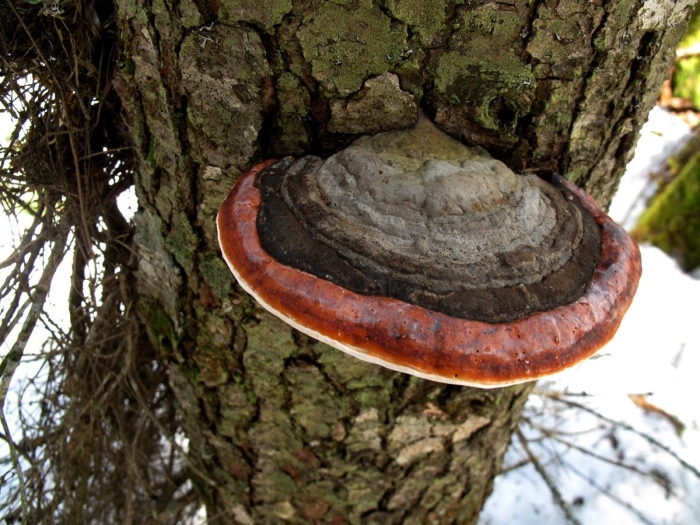 Трутовик окаймленный fomitopsis pinicola