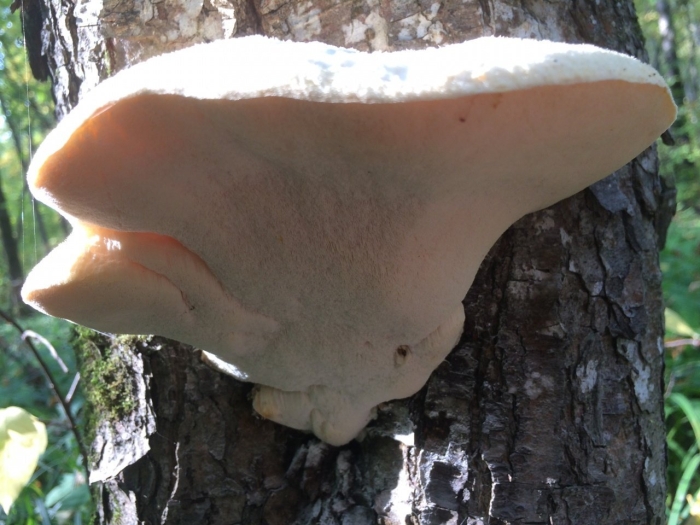 Tyromyces chioneus – тиромицес белоснежный