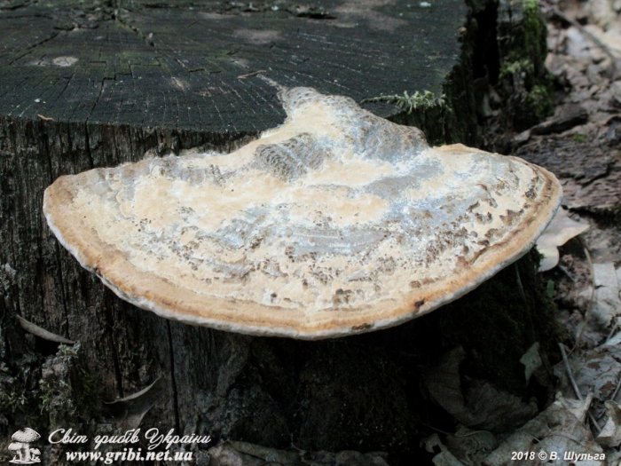 Трутовик обыкновенный fomes fomentarius