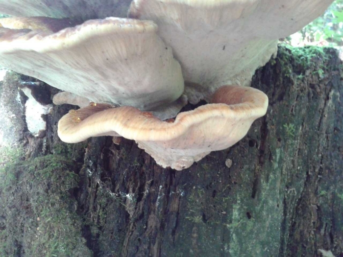 Гриб ишнодерма смолистая