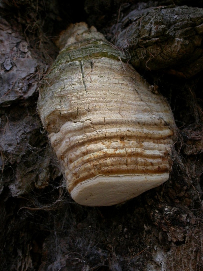 Агарикус трутовик лиственничный