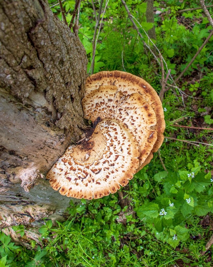 Гриб трутовик чешуйчатый