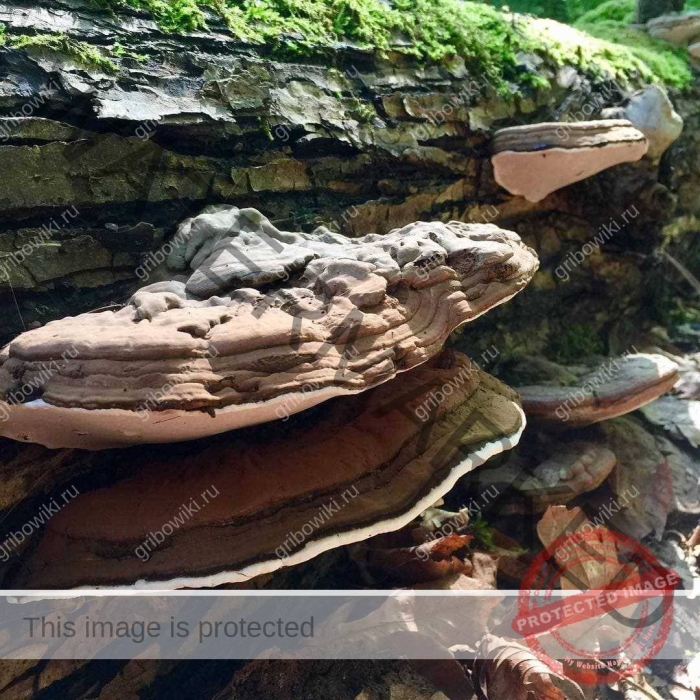 Трутовик плоский