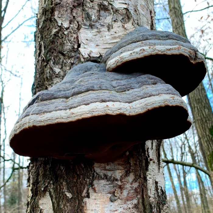 Трутовик настоящий