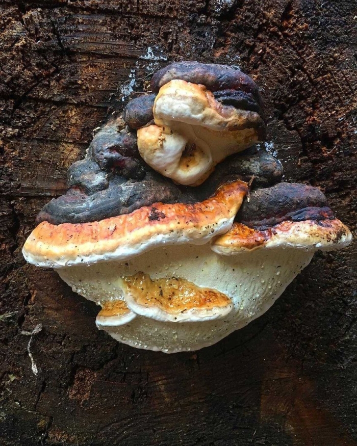 Трутовик литшауэра